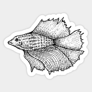 Betta Fish Sticker